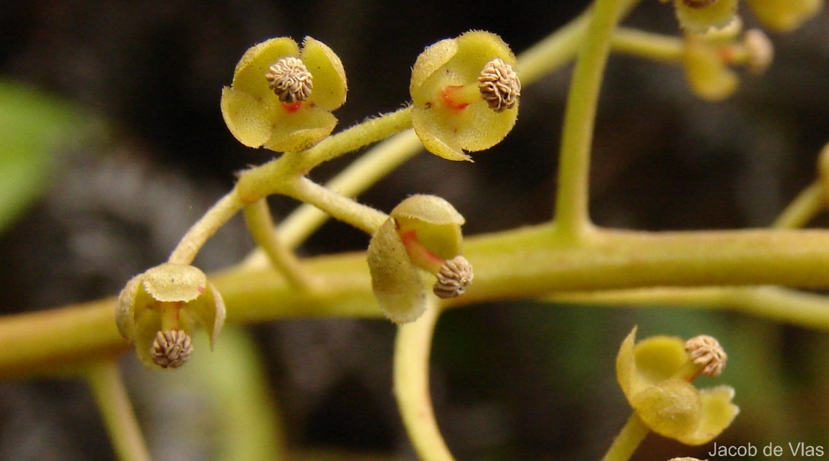 Nepenthes distillatoria L.